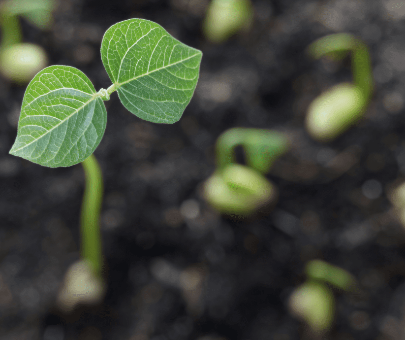Young plant from direct seeding.