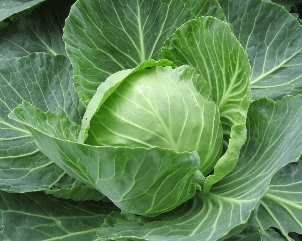 Cabbage