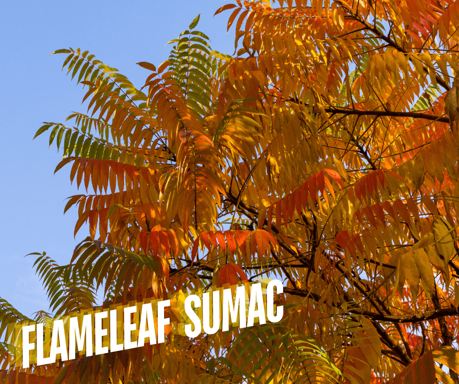 Flameleaf Sumac native trees.