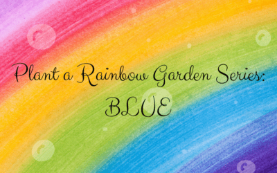 Blue Blooms: Midnight Blue Lobelia, Blue Plumbago, Blue Daze