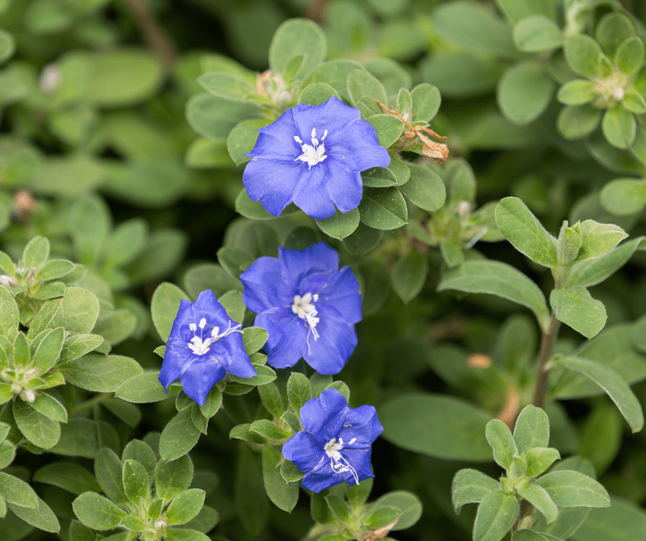 Blue Daze flowers