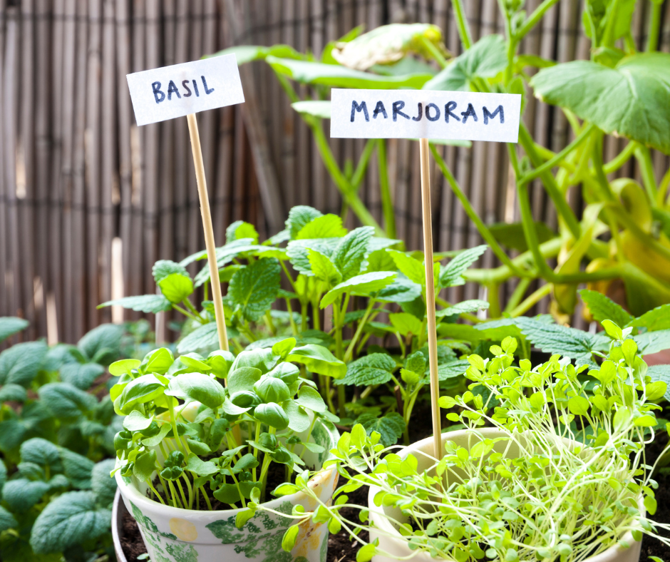 Herbs in containers