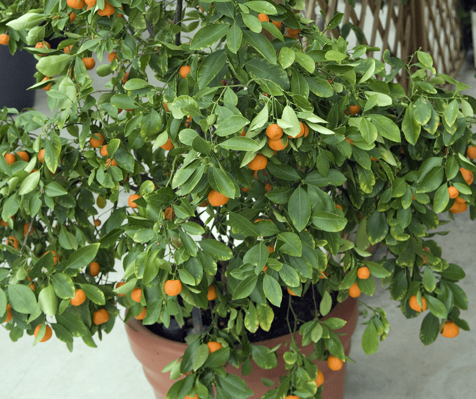 Dwarf citrus for container edibles gardening