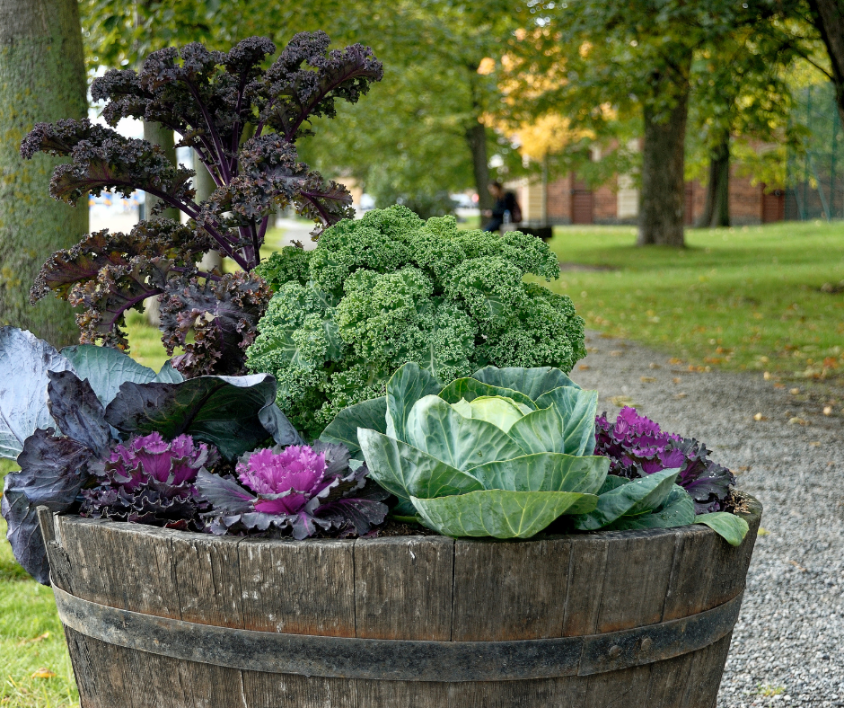 Fall edibles in pots.