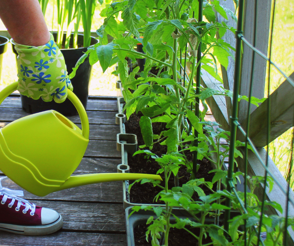 Watering edibles in container gardens.