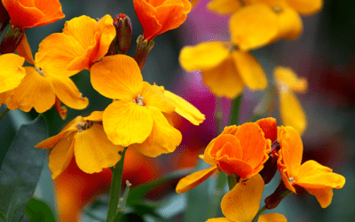 Wallflower (Erysimum)