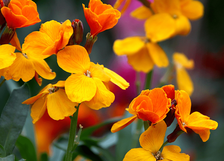 Wallflower (Erysimum)
