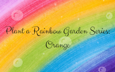 A Rainbow Garden: Orange Trumpet Vine, Mari-Mums, Flame Acanthus