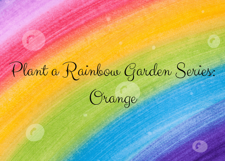 A Rainbow Garden: Orange Trumpet Vine, Mari-Mums, Flame Acanthus