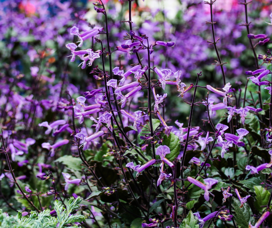 Mona Lavender (Plectranthus)