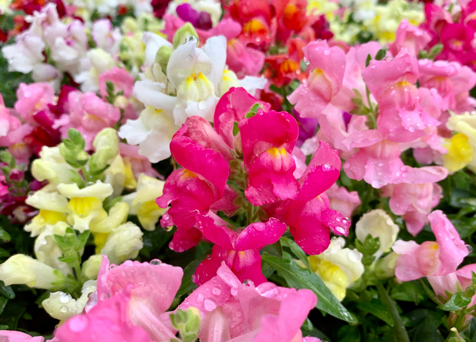 Snapdragons