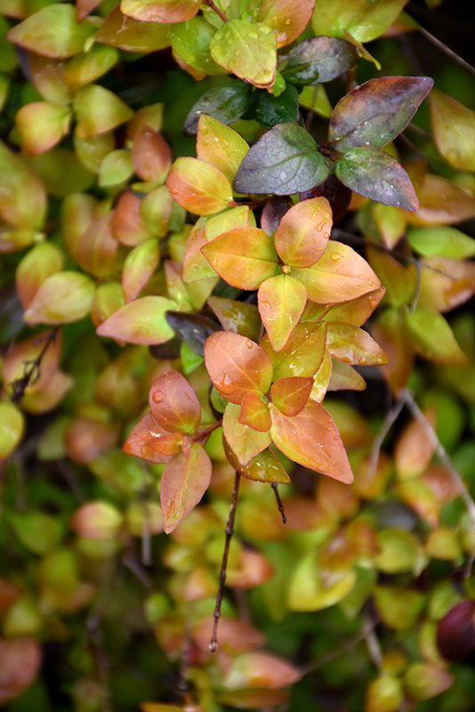 Semi-evergreen Canyon Creek Abelia