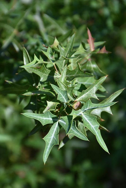 Green Evergreen Agarita
