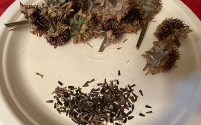 Collecting Seeds from Warm Weather Plants in Winter