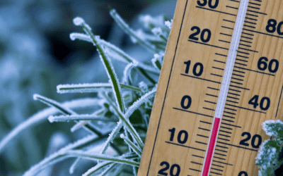 What Happens to Plants During a Freeze