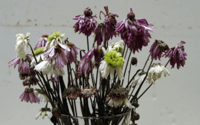Ahh, the smell of …..rotten flowers? Why good water goes bad!