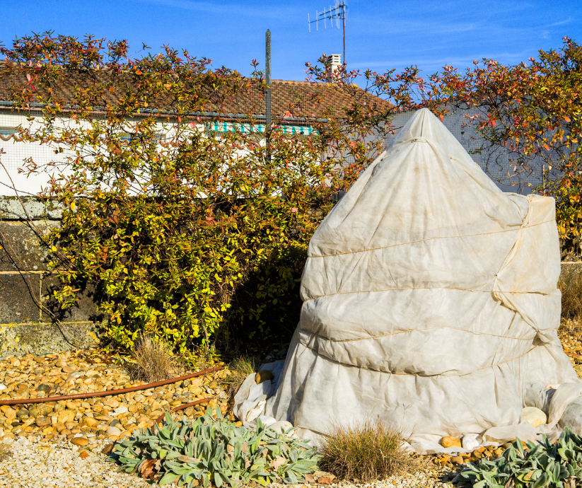 Protecting plants during freeze.