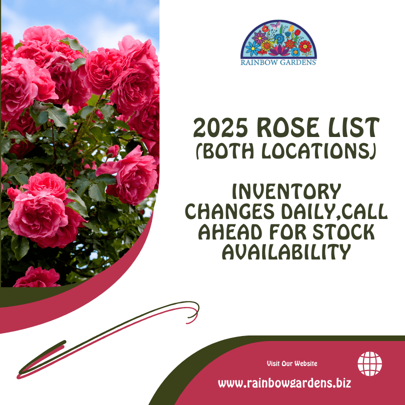 Rose List Graphic