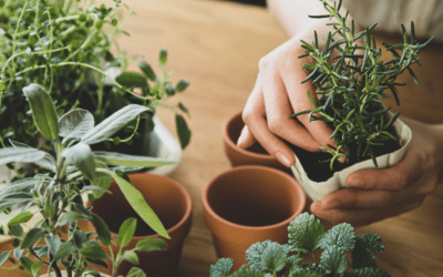 8 Herbs to Plant in Containers During the Cool Seasons