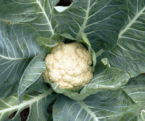 Head of cauliflower