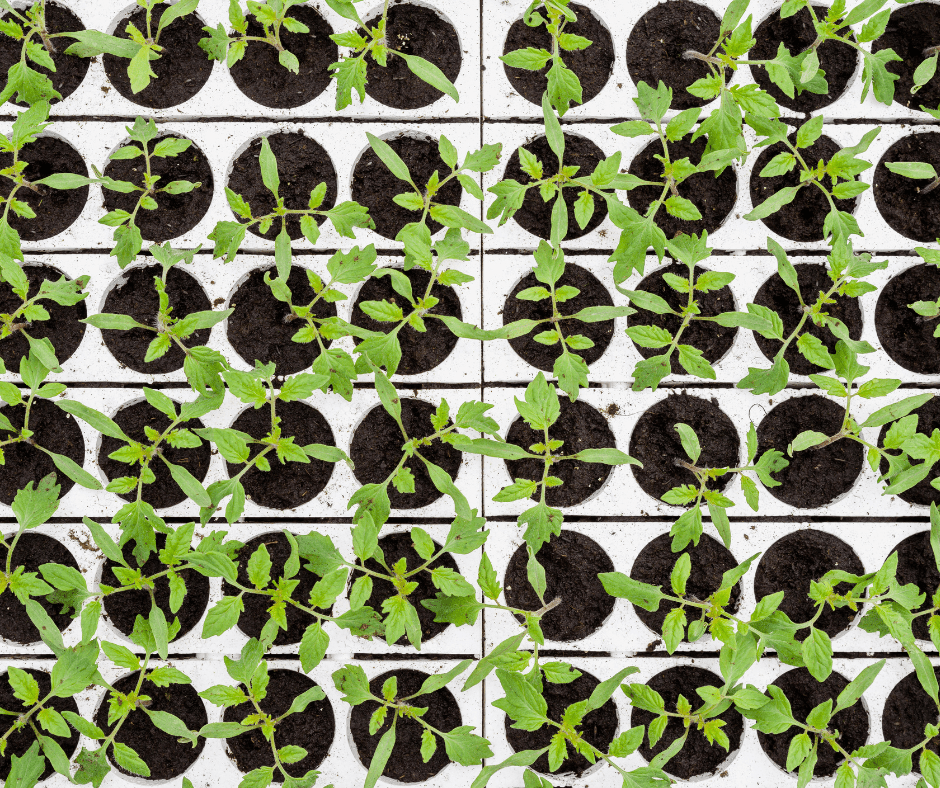 Seedlings