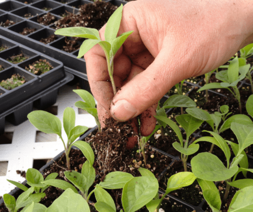 Pepper seedlings.