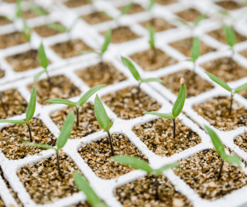 Peppers grown by seed.