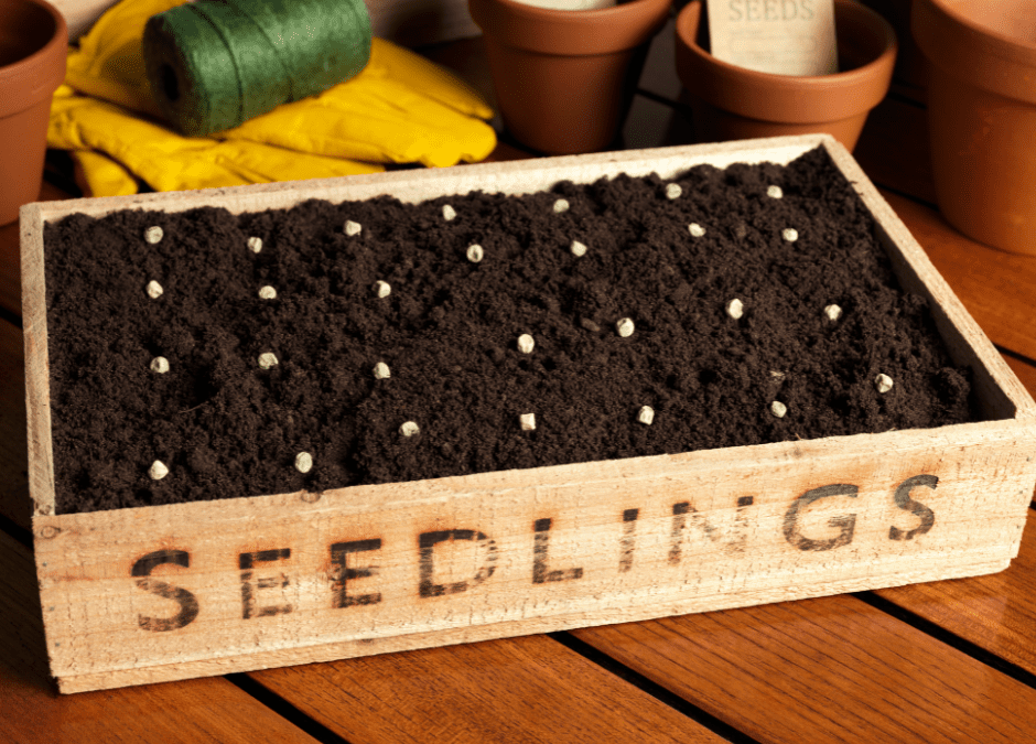 Indoor Seed Starting Starts Now!