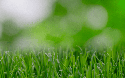 Winter Lawn Care for Warm Season Turf in San Antonio, Texas