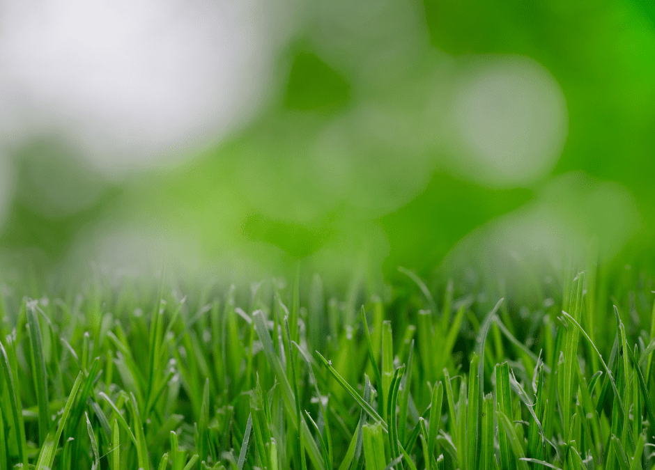 Winter Lawn Care for Warm Season Turf in San Antonio, Texas