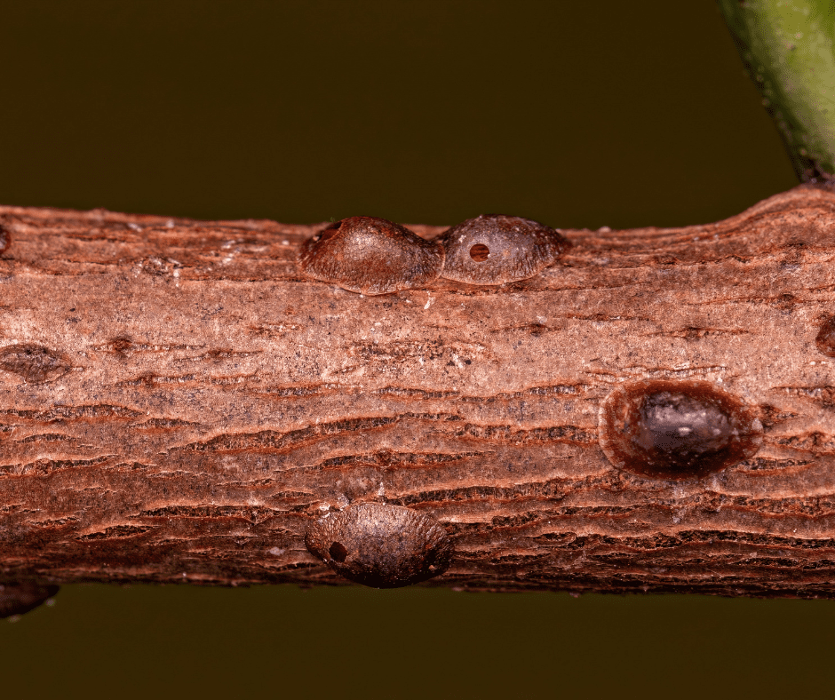Scale
