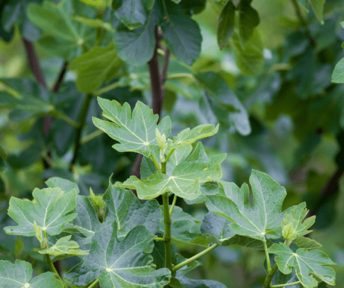 Fig tree foliage.