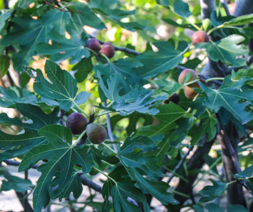 Fig tree bearing fruit.