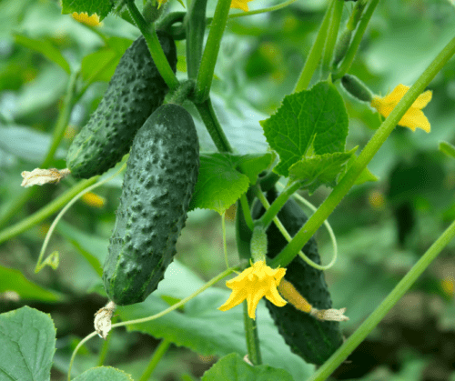 Cucumbers on a vine.