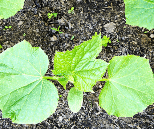 Cucumber transplants