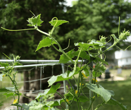 Cucumbers on a trellis