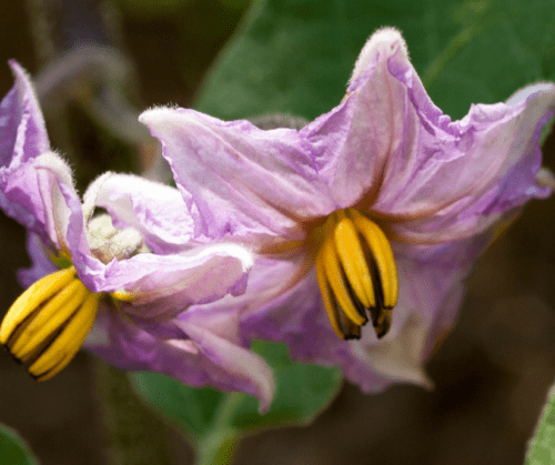 Vegetable flower