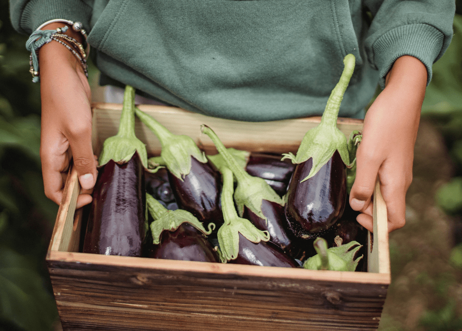 Growing Eggplant in San Antonio, Texas