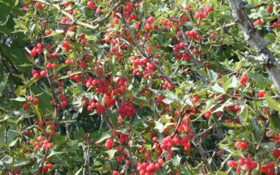 10 Facts About Agarita