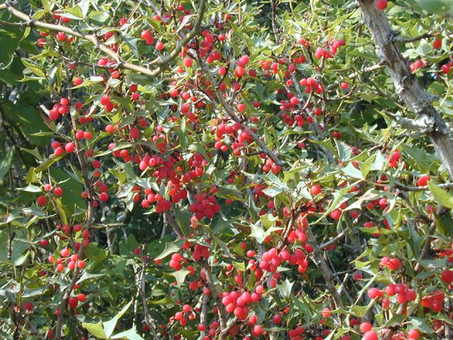 10 Facts About Agarita