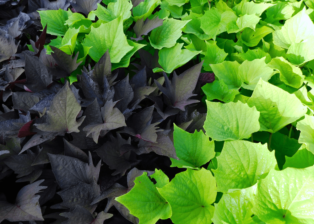 Sweet potato vine