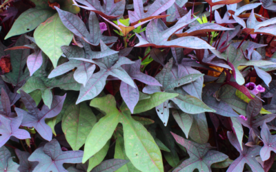 Sweet Potato Vine: A Gorgeous Trailing Garden Addition