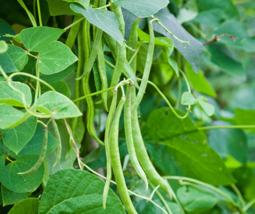 Green beans