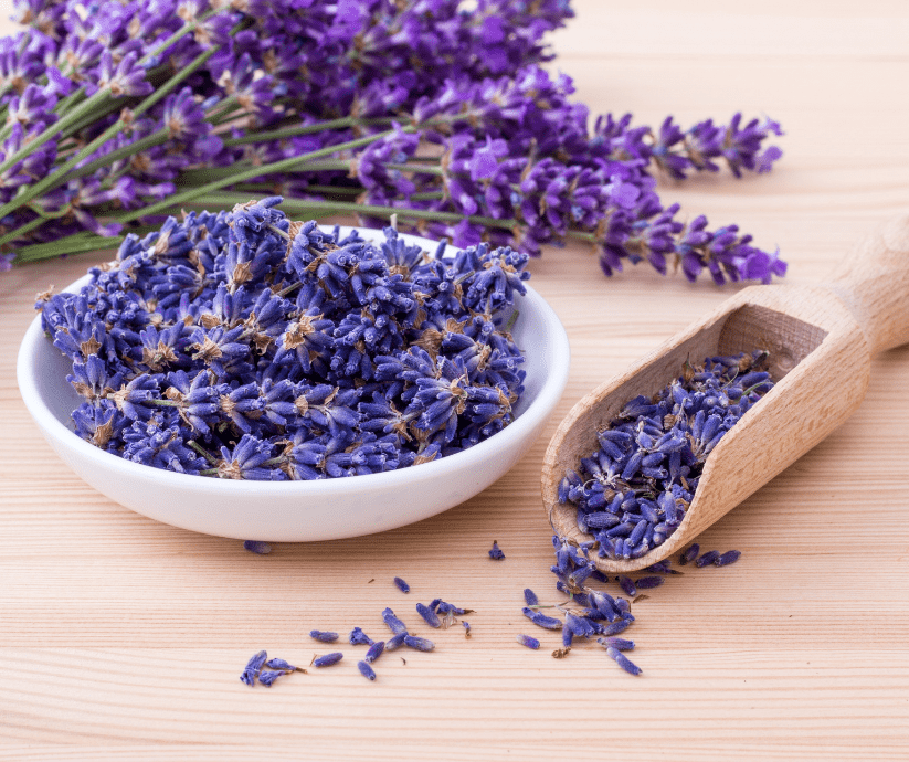 Lavender used for aromatherapy.