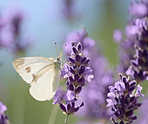 Butterfly on purple herb