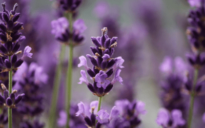 Lavender: Growing Tips for Texas; Love it and Leave it Alone