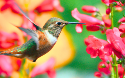 Fun Facts About Hummingbirds