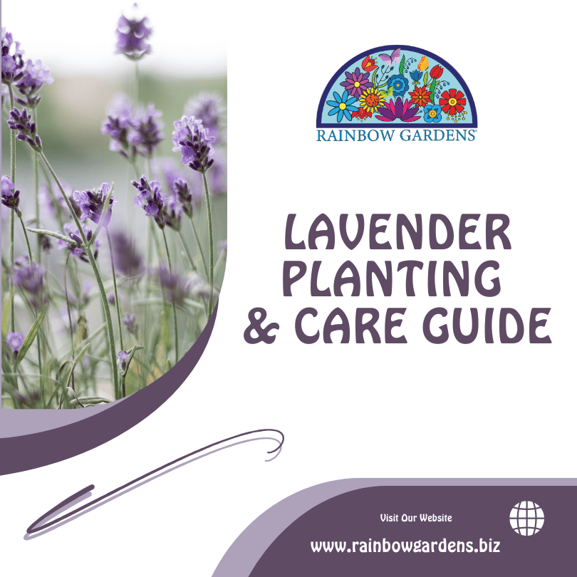 Lavender Care Guide
