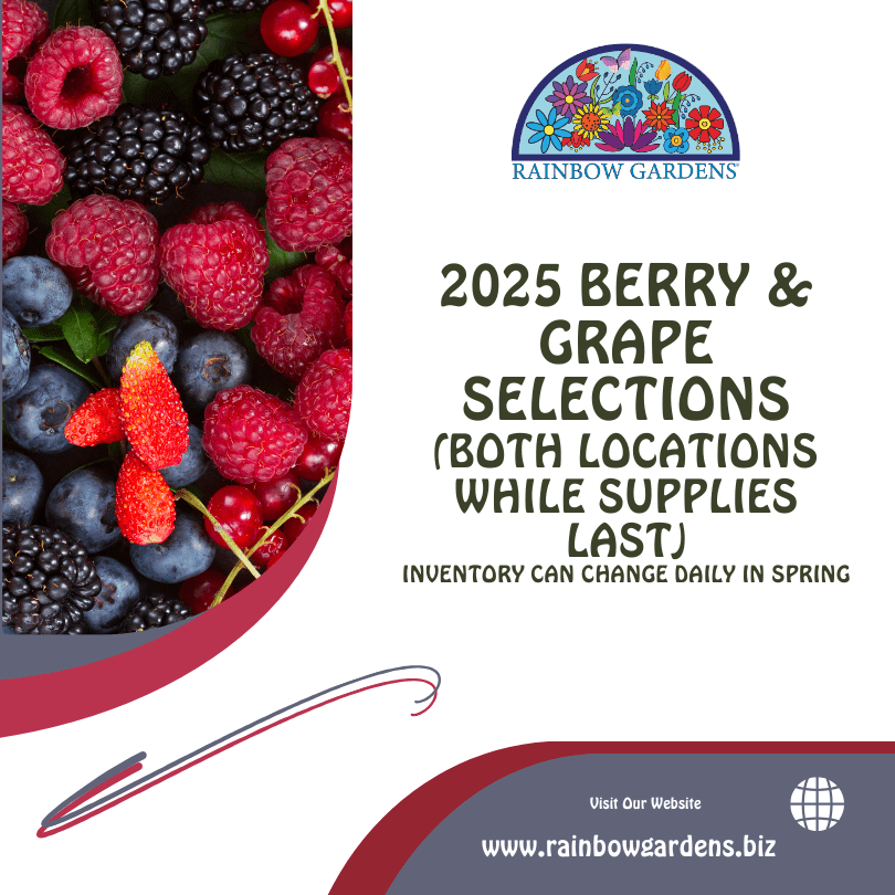 Berry graphic