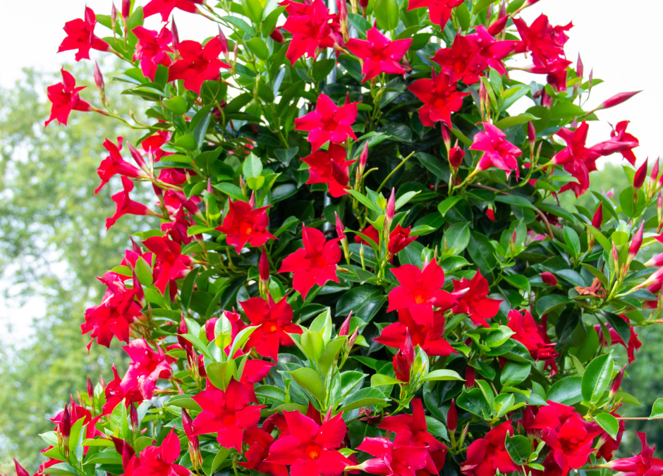 Tropical Dipladenia in San Antonio, Texas: A Pollinator’s Delight